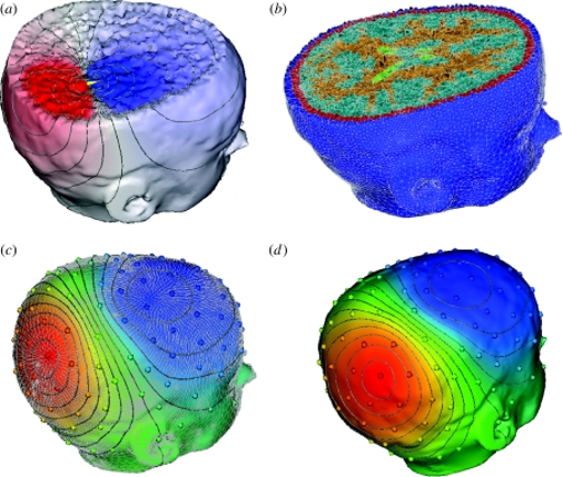brain magnetic field